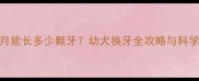 比熊两个月能长多少颗牙幼犬换牙全攻略与科学护理指南