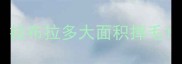 拉布拉多大面积掉毛