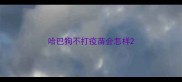 哈巴狗不打疫苗会怎样