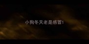 小狗冬天老是感冒