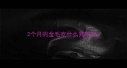 2个月的金毛吃什么狗粮好