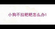 小狗不拉粑粑怎么办