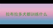 拉布拉多犬都训练什么