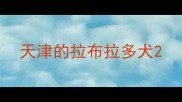 天津的拉布拉多犬