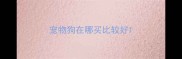 宠物狗在哪买比较好