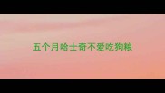 五个月哈士奇不爱吃狗粮