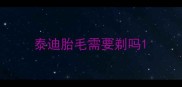 泰迪胎毛需要剃吗