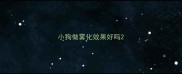 小狗做雾化效果好吗