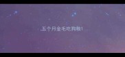 五个月金毛吃狗粮