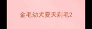金毛幼犬夏天剃毛