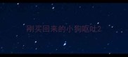 刚买回来的小狗呕吐