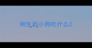 刚生的小狗吃什么