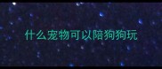 什么宠物可以陪狗狗玩