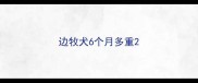 边牧犬6个月多重