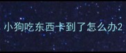 小狗吃东西卡到了怎么办