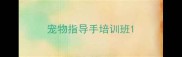 宠物指导手培训班
