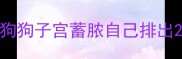 狗狗子宫蓄脓自己排出