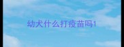 幼犬什么打疫苗吗