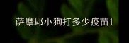萨摩耶小狗打多少疫苗