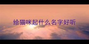 给猫咪起什么名字好听