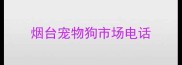 烟台宠物狗市场电话