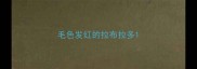 毛色发红的拉布拉多