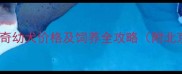 三个月大哈士奇幼犬价格及饲养全攻略附北京地区行情