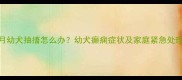 五个月幼犬抽搐怎么办幼犬癫痫症状及家庭紧急处理指南