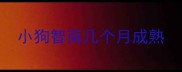 小狗智商几个月成熟
