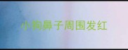 小狗鼻子周围发红