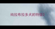 纯拉布拉多犬的特征