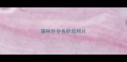 猫咪怀孕各阶段照片
