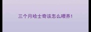 三个月哈士奇该怎么喂养
