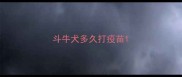 斗牛犬多久打疫苗