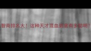 土狗边牧混血犬智商排名大这种天才混血到底有多聪明附饲养全攻略
