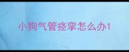 小狗气管痉挛怎么办