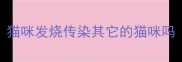 猫咪发烧传染其它的猫咪吗