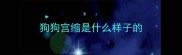 狗狗宫缩是什么样子的