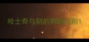 哈士奇与别的狗的区别