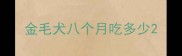 金毛犬八个月吃多少
