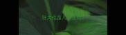 狂犬疫苗几天生效