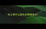 哈士奇什么颜色的眼睛最好