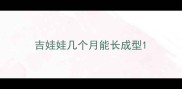 吉娃娃几个月能长成型