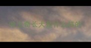 哈士奇长大是什么样的