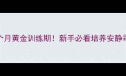 哈士奇3-6个月黄金训练期新手必看培养安静乖宝全攻略