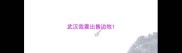 武汉我要出售边牧