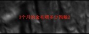 3个月的金毛喂多少狗粮