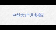 中型犬3个月多高