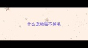 什么宠物猫不掉毛