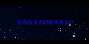 拉布拉多犬的标准身长